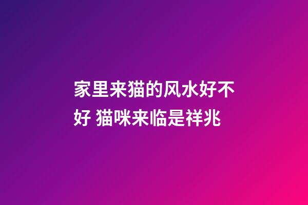 家里来猫的风水好不好 猫咪来临是祥兆